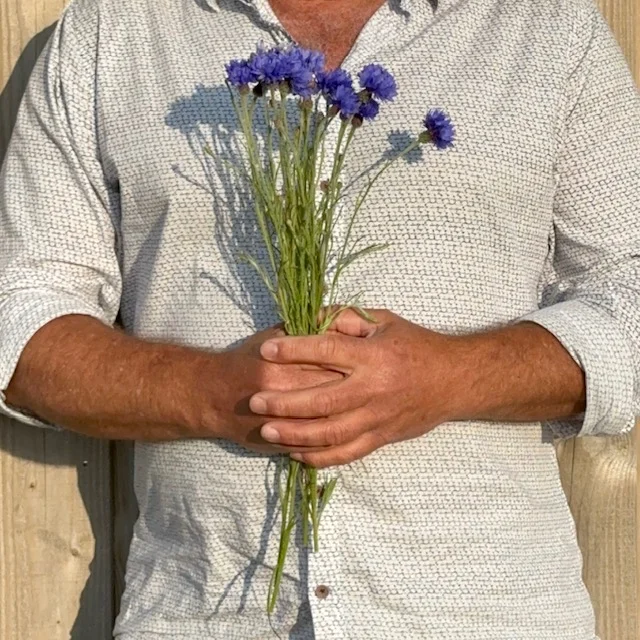 Klaas 2 230605 SAZ PAYF cornflowers